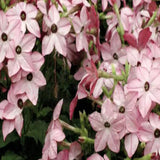 Nicotiana Alata Seeds