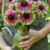 Equinácea, Sandia dulce