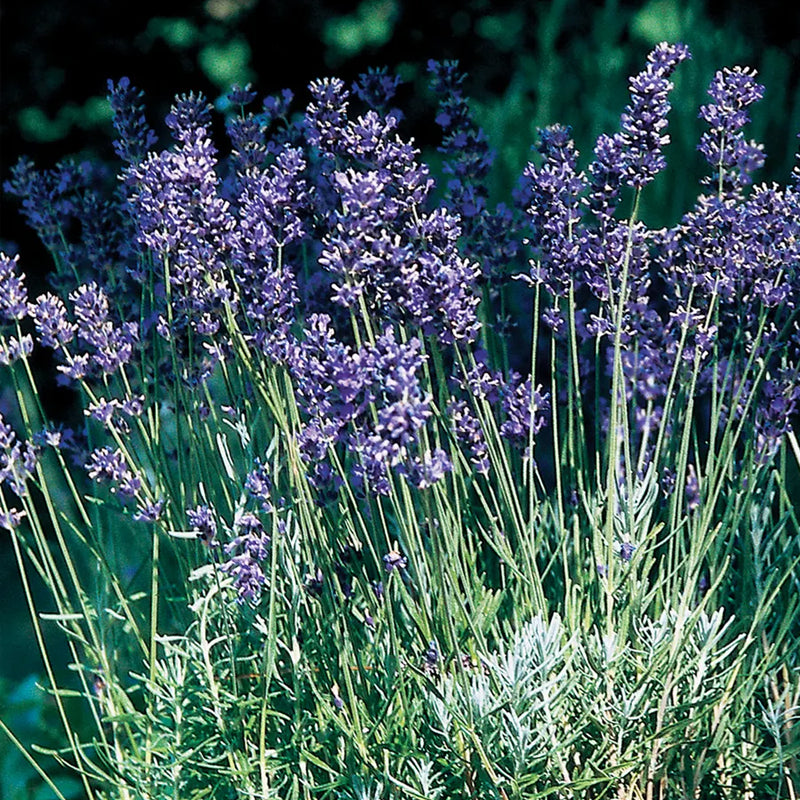 Lavender, Provence Blue