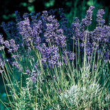 Lavender, Provence Blue