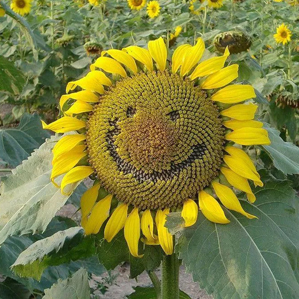 Smiley Sunflower