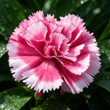 Pink White Two-Tone Carnation Seeds