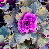 Mix Ornamental Kale Seeds