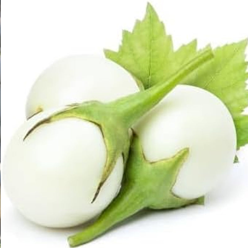 Semillas de berenjena fresca