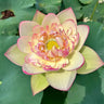 Bonsai Double Lotus Seeds-Pure Heart