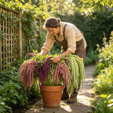 Mixed Love-Lies-Bleeding (Amaranthus caudatus) Seeds
