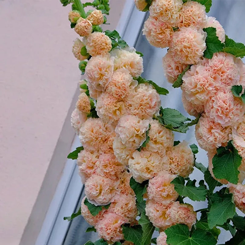 Alcea, Malvarrosas, Melocotones y Sueños