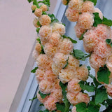 Alcea, Malvarrosas, Melocotones y Sueños