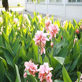 Semillas de flores de lirio de caña mixtas, hermosas plantas bonsái perennes, decoración del hogar y el jardín
