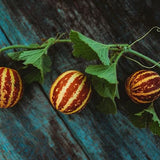 Melón dulce y rico, variedad única de melón rayado, pulpa blanca dulce con sabor a melón