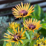 Quilled Spider Black-Eyed Susan Seeds