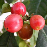 Semillas de la planta de café Coffea Canephora Robusta