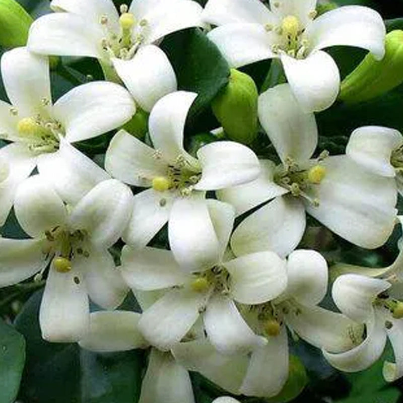 Aglaia Odorata Seeds