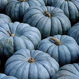 Exotic Blue Pumpkin Seeds Blue Pumpkin Seeds