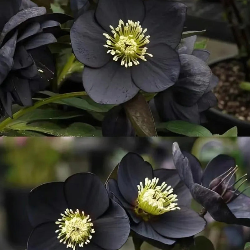 Black Helleborus - Christmas Rose