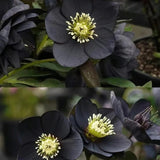 Black Helleborus - Christmas Rose