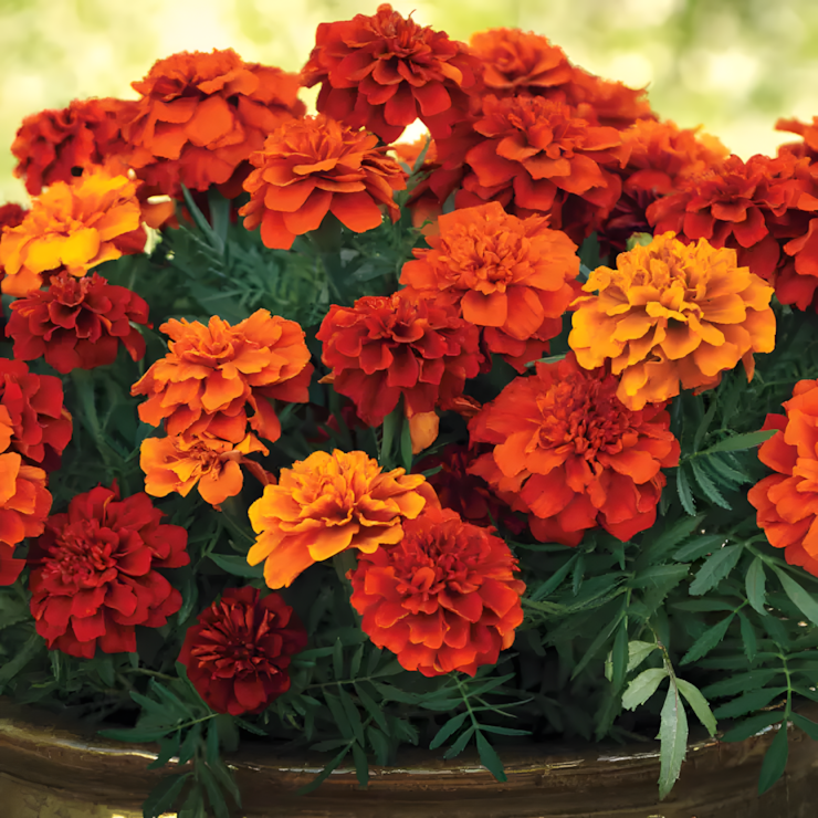 Fireball Marigold Seeds