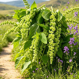 Green Tassel Amaranth (Amaranthus viridis) Seeds
