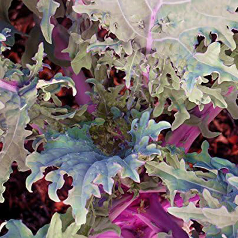 Semillas mixtas de col rizada. ¡Esta es una mezcla! Col rizada azul enana rizada, col rizada dinosaurio lacinato, col rizada siberiana enana, col rizada roja rusa