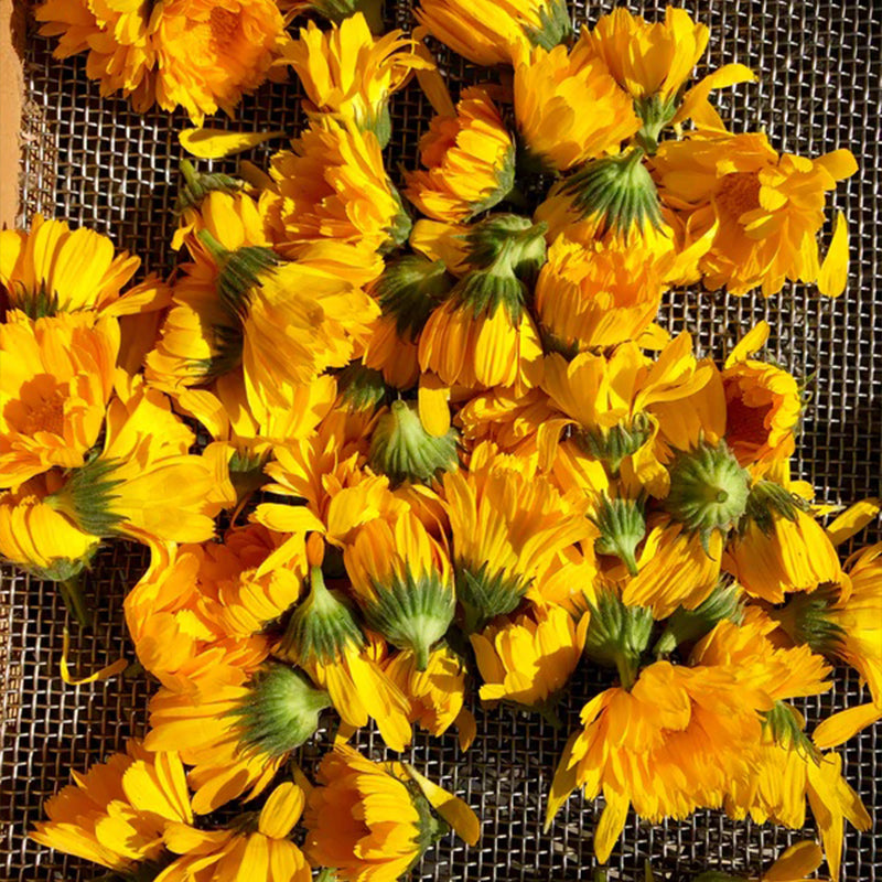 Resina de caléndula