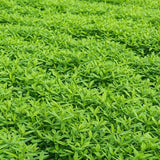 Cover Crop Mix Seeds: Hairy Vetch, Daikon Radish, Forage Collards, Triticale, More