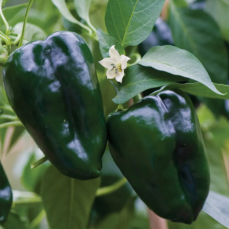 Pepper, Hot, Poblano (Ancho)