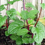 Semillas de espinaca de tallo rojo de Malabar