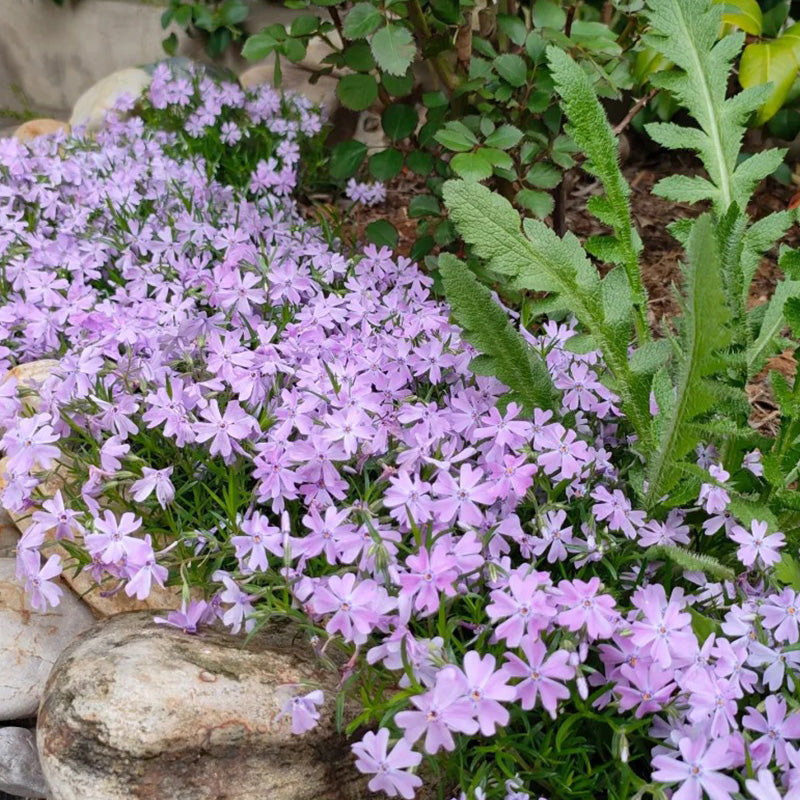 Purple Phlox paniculata Seeds