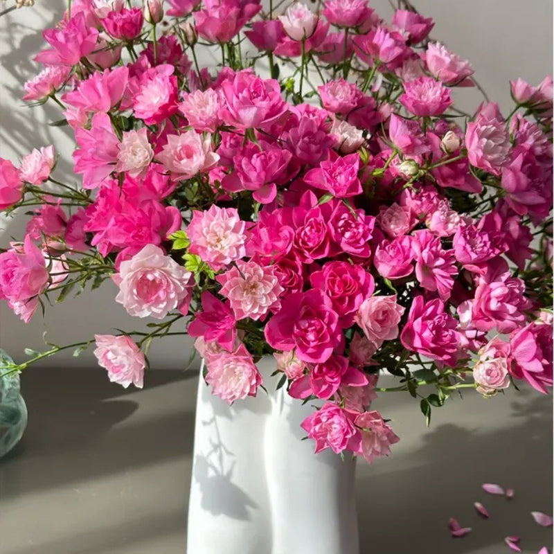 Star Something Roses Lotus Star Rose Seeds: Blooming All Year, Bringing Continuous Good For ...