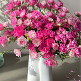 Semillas de rosa de loto estrella: florecen todo el año y traen buena fortuna de forma continua