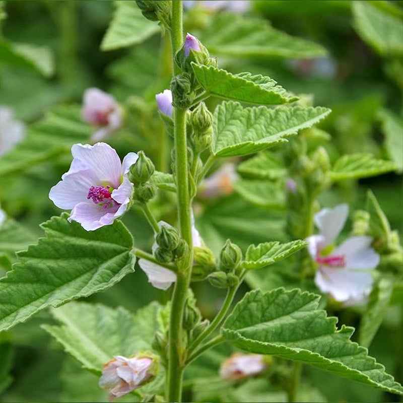 Perennial Althaea Officinalis Marsh Mallow Herb Garden Seeds for Planting
