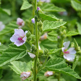 Perennial Althaea Officinalis Marsh Mallow Herb Garden Seeds for Planting