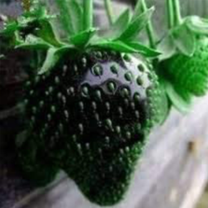 Black Strawberry Fruits Seeds