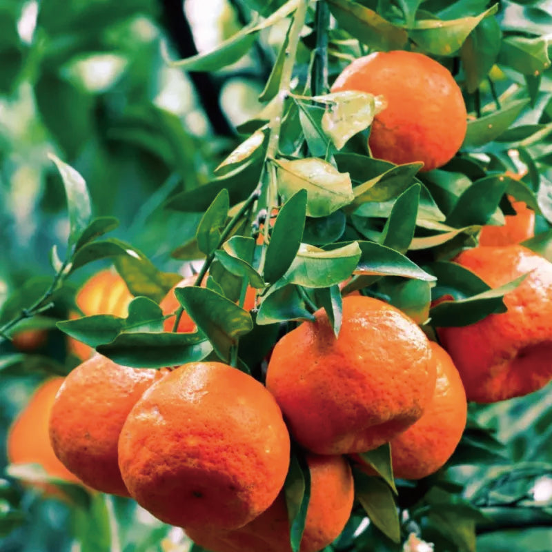 Red Tangerine Seeds-Sweet, Juicy, Abundant Harvests
