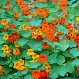 Mixed Colors Nasturtium Seeds - Annual