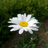 Semillas de flores de margarita Shasta de Alaska para plantar