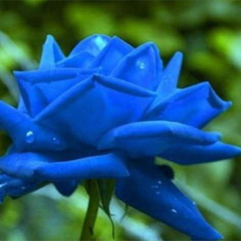 Water Blue Rose Flower Seeds Garden Yard Potted Decoration Rare Rose Flowers Seeds