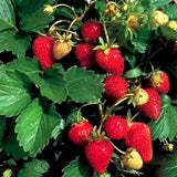 Wild Strawberry Strawberries Seeds Fragaria Vesca Edible Garden Fruit