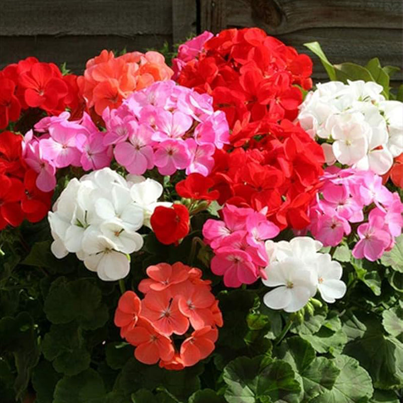 Semillas de flores de geranio mixtas Planta Perenne Floración Jardín de flores Hogar