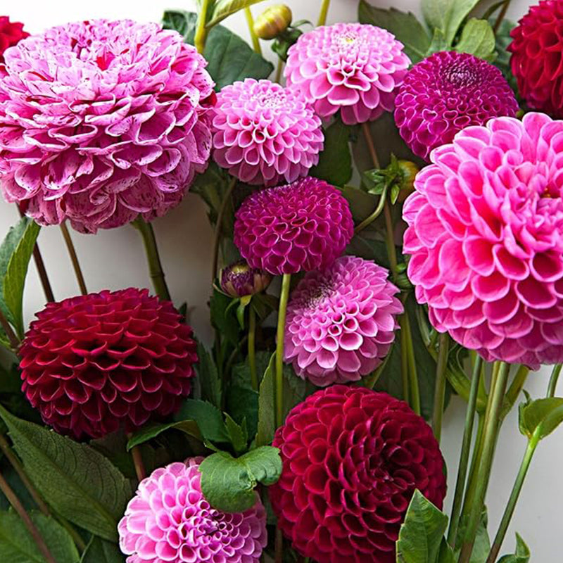 Semillas de flores de dalia perenne Pompon para plantar al aire libre: las semillas de dalia atraen abejas y mariposas