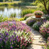 Mixed Summer Snapdragon (Angelonia angustifolia) Seeds