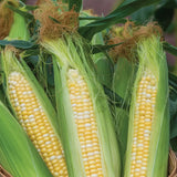 Corn, On Deck Hybrid