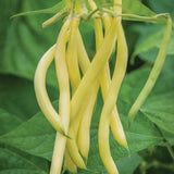 Frijol, arbusto, mina de oro