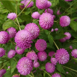 Annual Rose Gomphrena Globosa Flower Seed for Planting