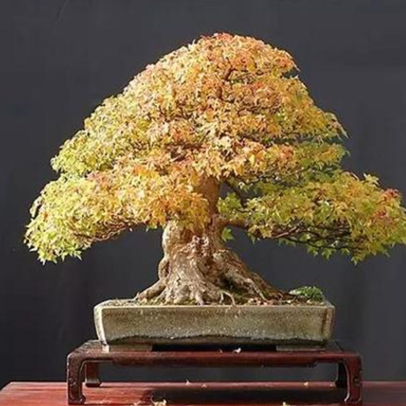 Semillas de arce tridente, árbol bonsái