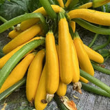 Golden Zucchini Seeds