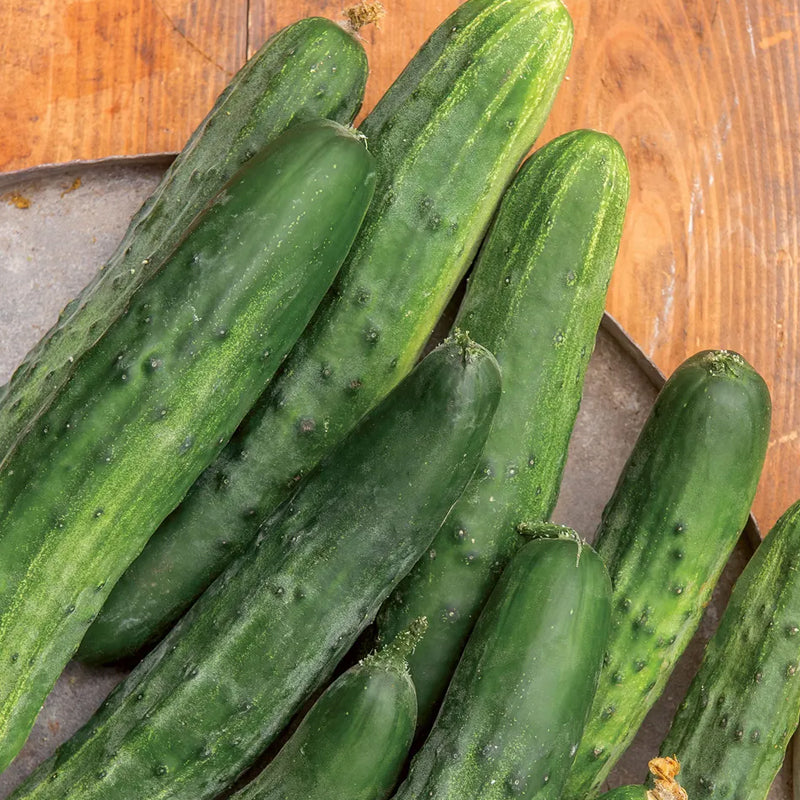 Cucumber, Bush Champion