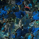 Black Swan Begonia