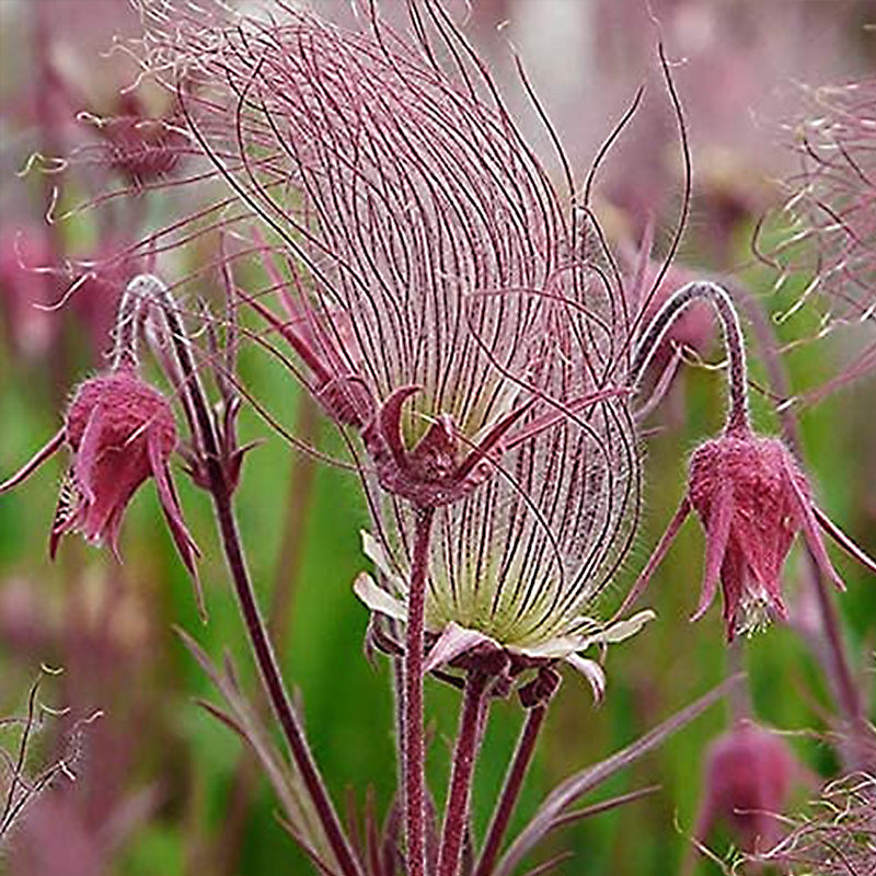 Semillas de flores de humo de pradera