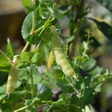 Sunshine Golden Snow Pea Seeds